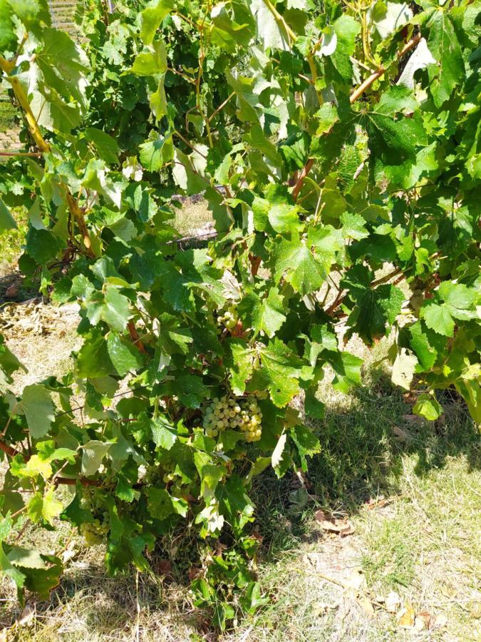 Quinta De Penelas Ламего Екстериор снимка